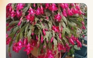 栽植蟹爪兰的正确方法