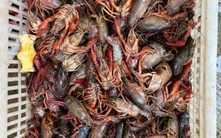 龙虾养殖为什么只死公的