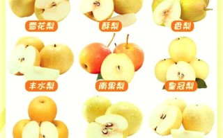 梨子品种有哪些？图片与名字对应吗？