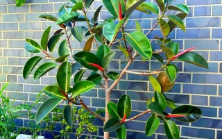 小叶橡皮树的养殖方法