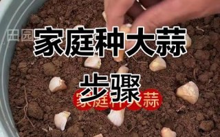 蒜苗水培怎么种？时间、方法有哪些？