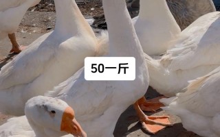 哪些鹅品种更适合养殖？