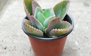 宽叶不死鸟品种有哪些