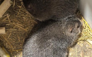 竹鼠主要有哪些品种？