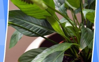 钱兜树怎么养才好？