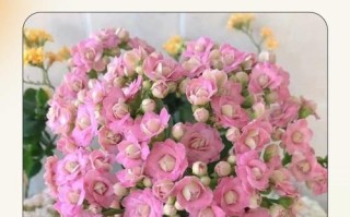 巴黎长寿花有哪些常见品种？