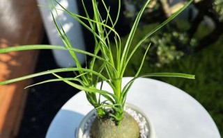 酒瓶兰叶子像它，该怎么养？