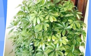 发财树怎么养才能茂盛？