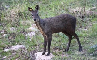 好品种林麝多少钱一只