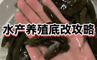 水产养殖底改原料怎么选？