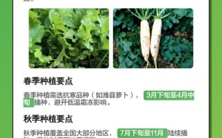 白萝卜品种怎么选？