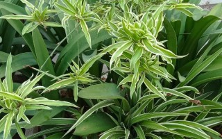 金边吊兰什么价格多少