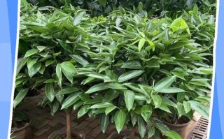 平安树怎么养才茂盛？