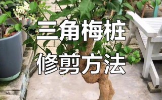 老园三叉主枝怎么修剪？