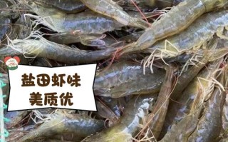 稻田里养的是什么虾？