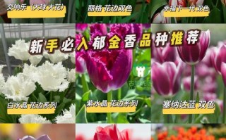 郁金香什么品种既好看又好养？