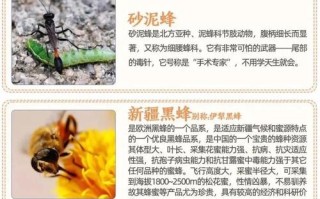 中蜂选什么品种的蜂王好？