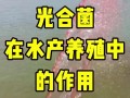 光合细菌如何助力水产养殖增产提质？