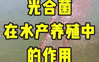 光合细菌如何助力水产养殖增产提质？