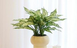 植物万年青什么品种好