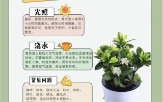 栀子花怎么养才能开花多又香？