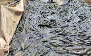 黑鱼养殖亩产多少？高产秘诀是什么？