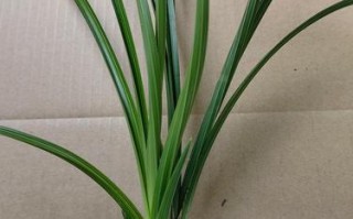 温州素兰花价格多少