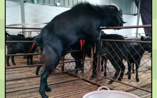 湖南最好的黑山羊品种是哪个？