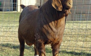 繁殖率最高的山羊品种是哪个？