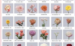 玫瑰品种到底有多少种？