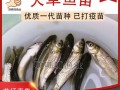 四大家鱼喂什么饲料