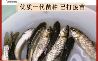 四大家鱼喂什么饲料