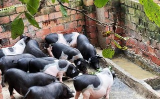 什么猪种最适合生态养殖？