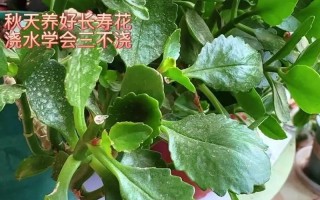 长寿花叶子发黄怎么办？
