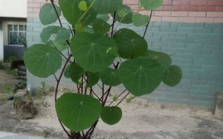 金线吊乌龟如何正确盘绕？