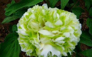 绿色花可食用品种有哪些？