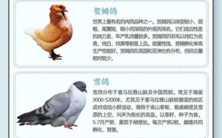 养殖鸽子的品种大全图片