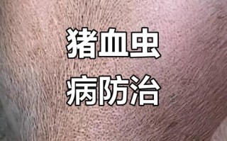 猪血养虫子具体咋操作？