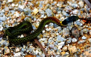 广东水蛇养殖有哪些常见品种？