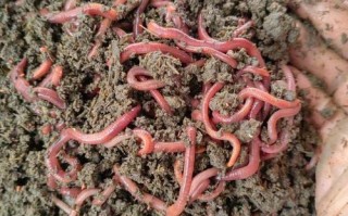 人工养殖常见蚯蚓品种有哪些？