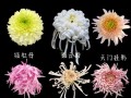 三种菊花品种有何区别与特点？