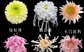 三种菊花品种有何区别与特点？