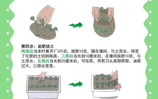 种菜常见问题有哪些？解决方法是什么？