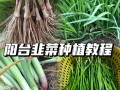 韭菜大面积种植该怎么做？