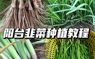 韭菜大面积种植该怎么做？