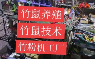 养殖竹鼠用什么饲料