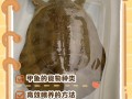 吃过饲料的甲鱼会吃什么