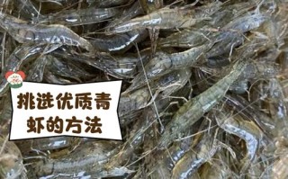 青虾养殖有哪些成功事迹可借鉴？