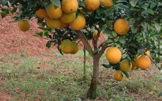 橙子树哪个品种结果多