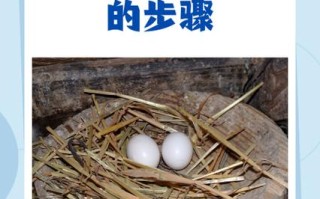 鸽子人工如何快速成对？